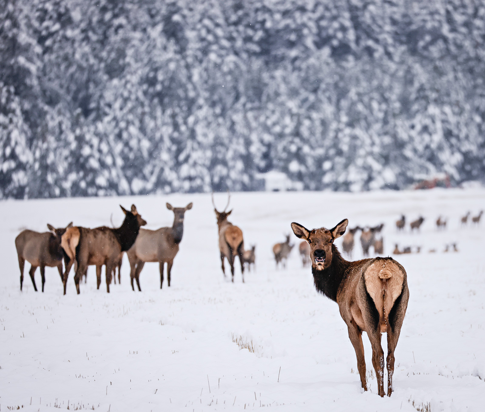 Bolt-action rifle with scope resting on a pack in high alpine elk country