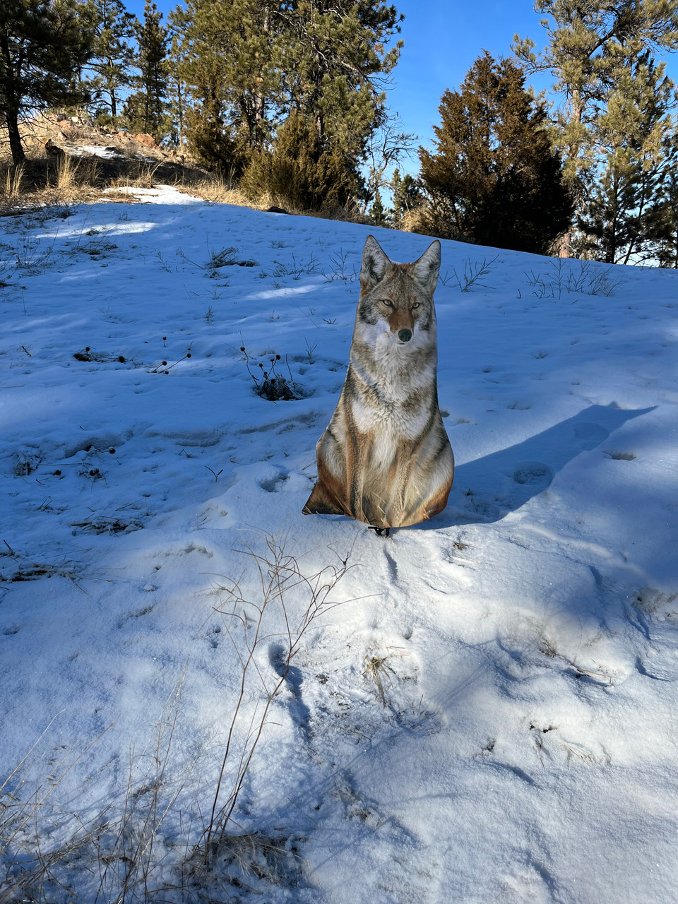 Hunter in full camouflage crouched behind a low brush line scanning open terrain with a rifle and electronic predator call set up downwind