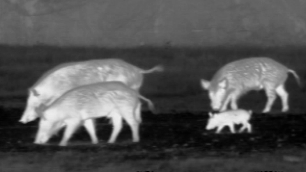 Hunter scanning a field with thermal optics at night during a hog hunt