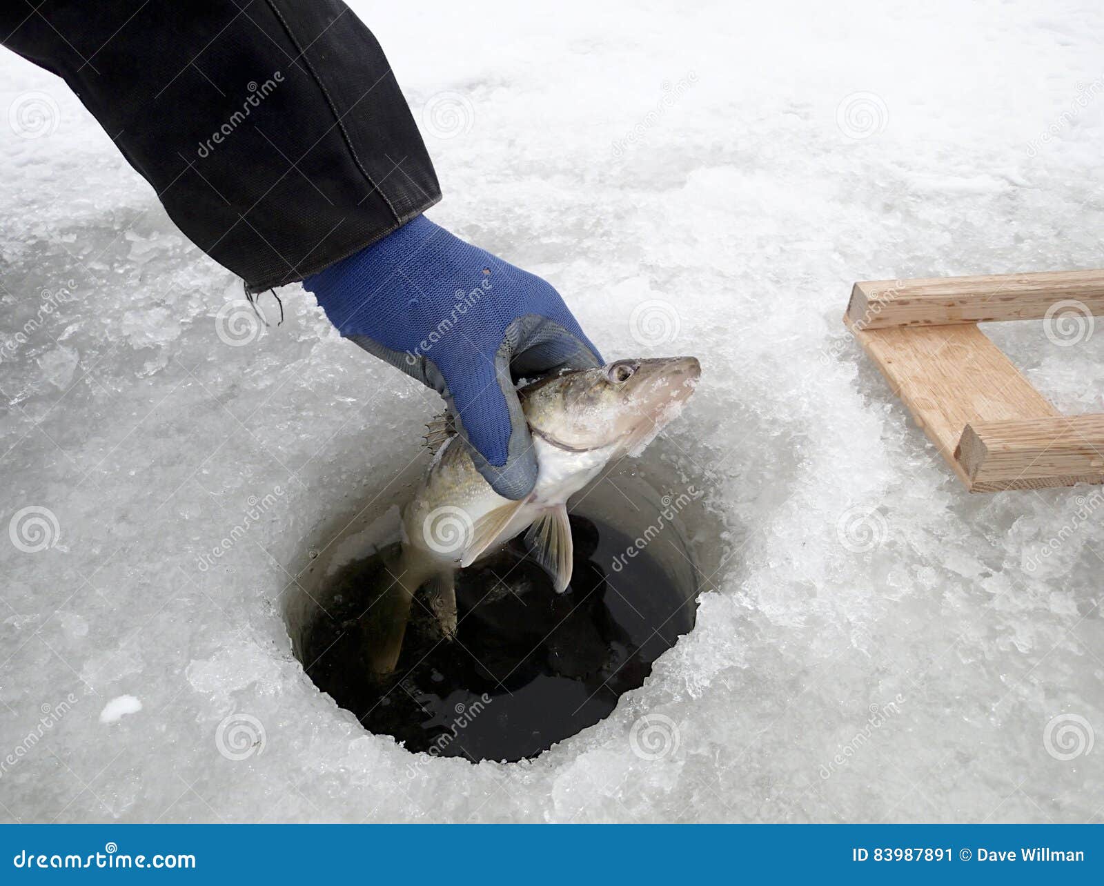 Walleye caught through the ice being held up with jigging rod and flasher visible