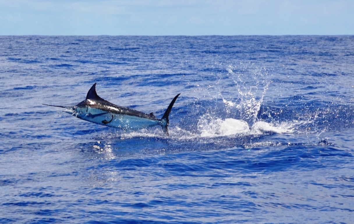 Blue marlin jumping offshore with trolling boat in background