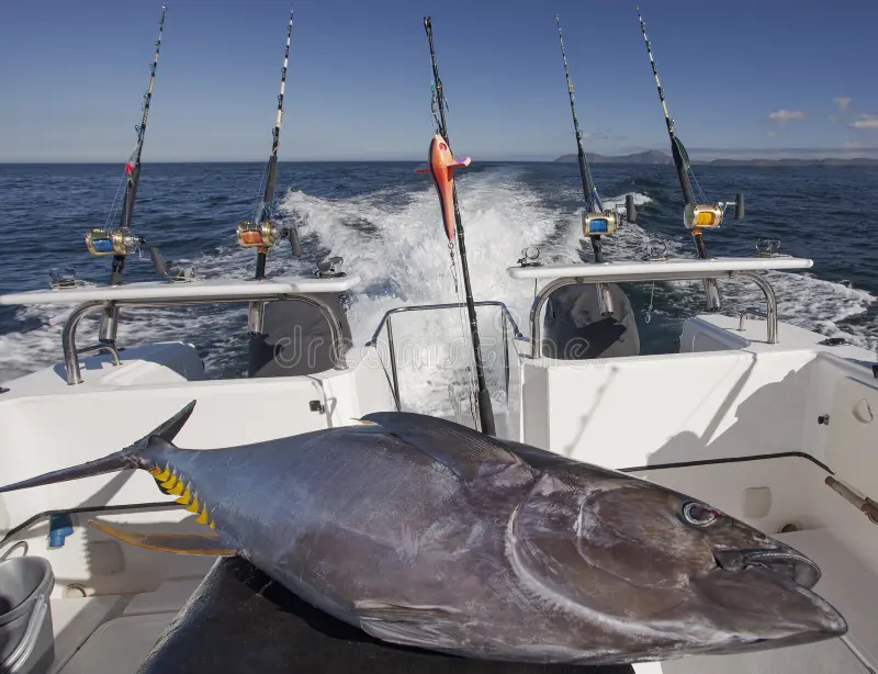 Angler holding a yellowfin tuna on the deck of an offshore boat